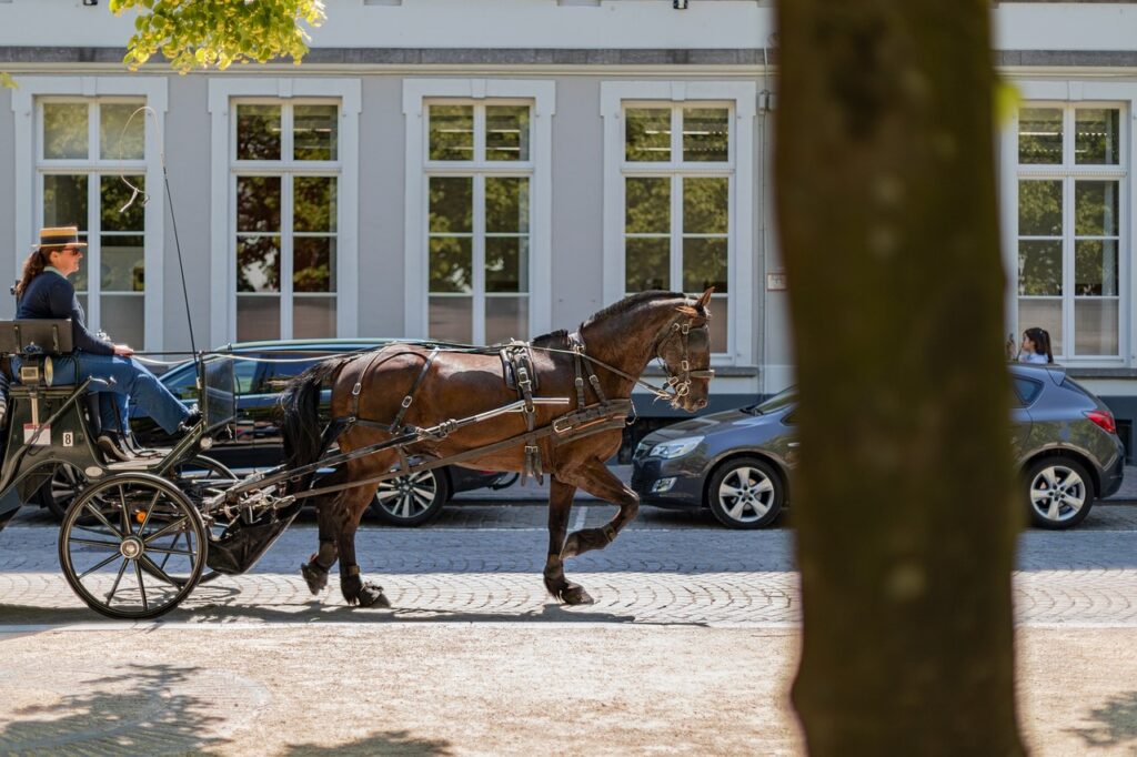 carriage, horse, horse-drawn carriage