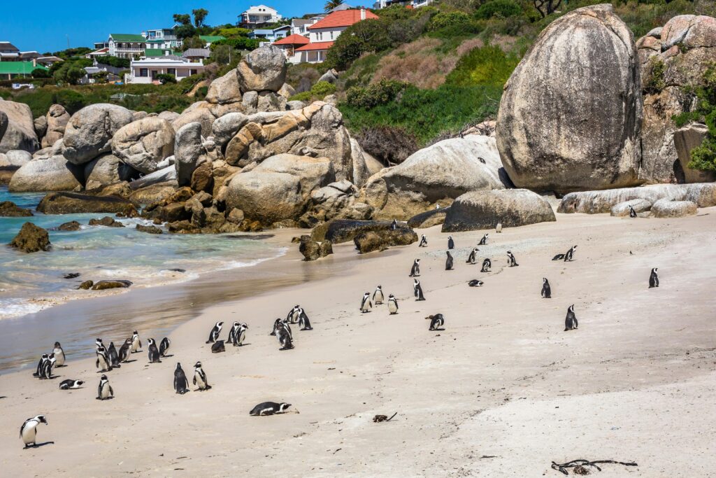 Flock of Penguins on Shore Near Beach House